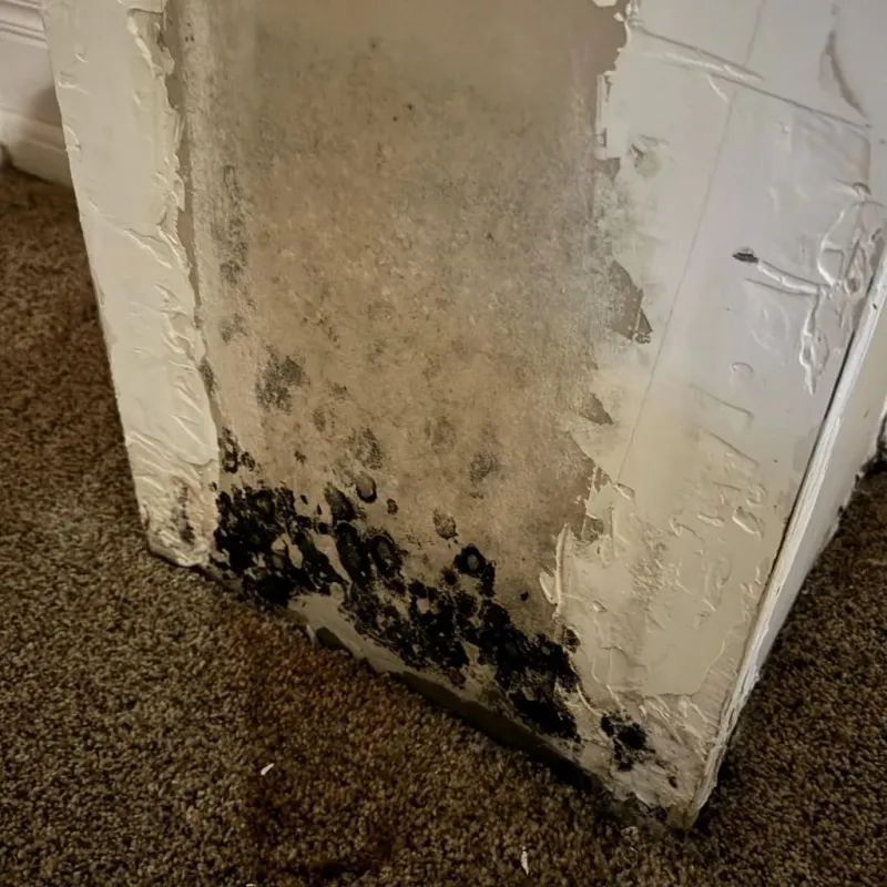 Professional Mold Removal in Fortuna, CA